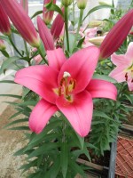 [5682 VZ W09 3216-02 No02.JPG]